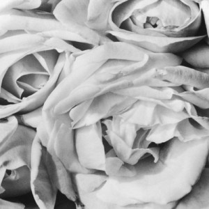 Rose(1925)©Tina Modotti